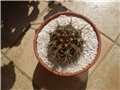 melocactus